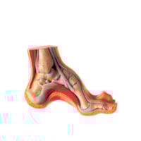 Pie exposición cavo