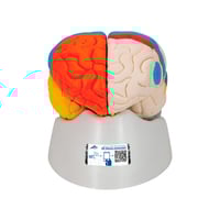 Cerebro neuro-anatómico desmontable en ocho piezas