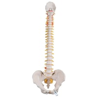Modelo de columna vertebral flexible: Versión clásica