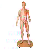 Figura humana corporal completa de doble sexo (Desmontable en 39 piezas)