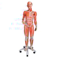 Figura humana femenina con músculos (Desmontable en 23 piezas)