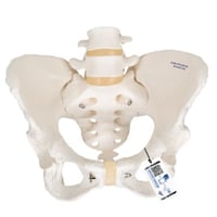 Modelo anatómico del esqueleto de la pelvis femenina flexible