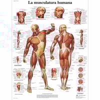 Lámina de anatomía: Musculatura humana