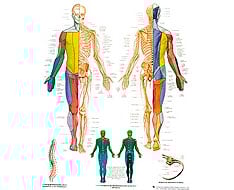 Láminas Anatómicas Láminas Anatómicas