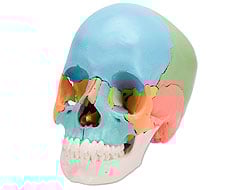 Modelos Anatómicos Modelos Anatómicos