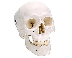 Cráneos