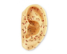 Modelos de Auriculopuntura