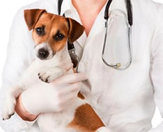 Veterinaria Veterinaria