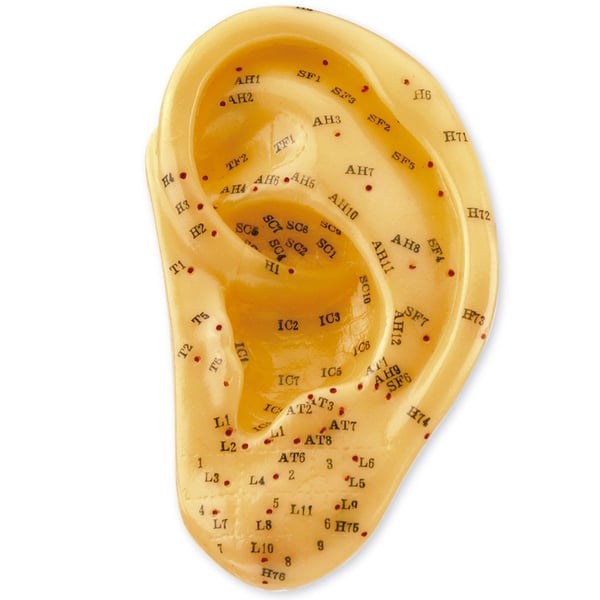 Modelo Anatómico de Oreja Izquierda 13 cm