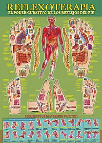 Lamina reflexologia organos (49x69)