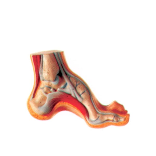 Pie exposición cavo