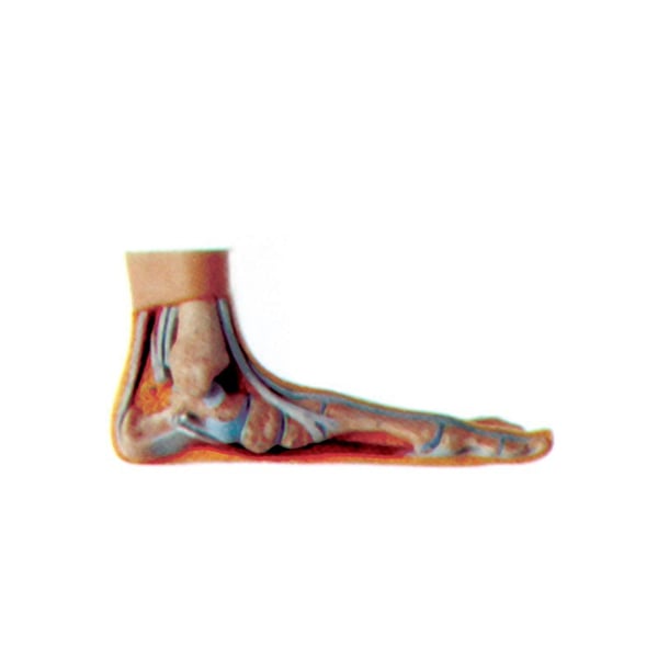 Pie exposición plano