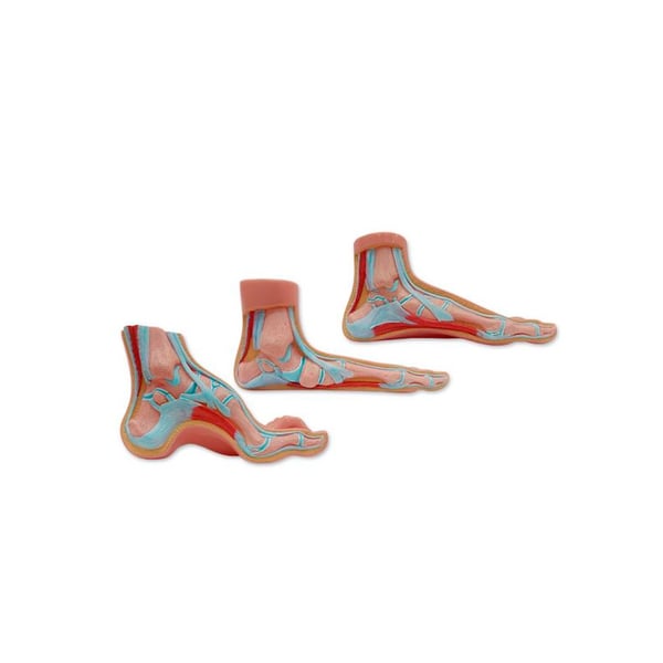 Pie exposición realista (plano, normal y cavo)