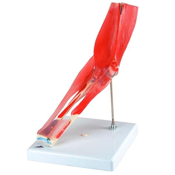 Articulación del codo (Ocho piezas)