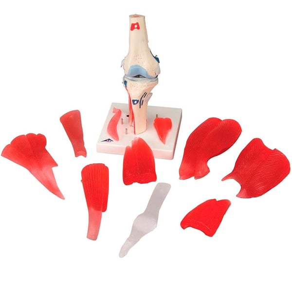 Articulación de la rodilla (12 Partes)