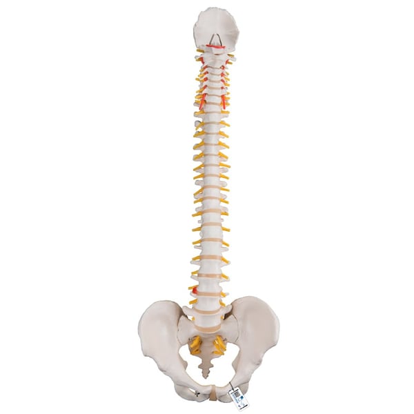 Modelo de columna vertebral flexible: Versión clásica