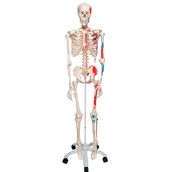 Esqueleto anatómico Max: con músculos en soporte de cinco patas con ruedas