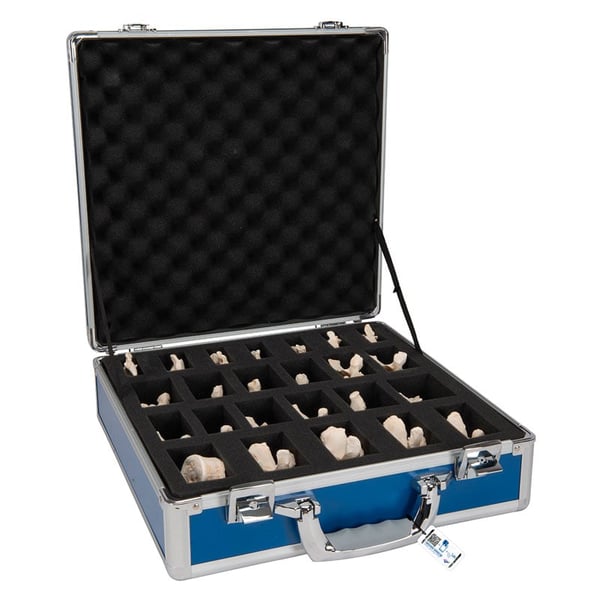 Juego de 24 vértebras BONElike