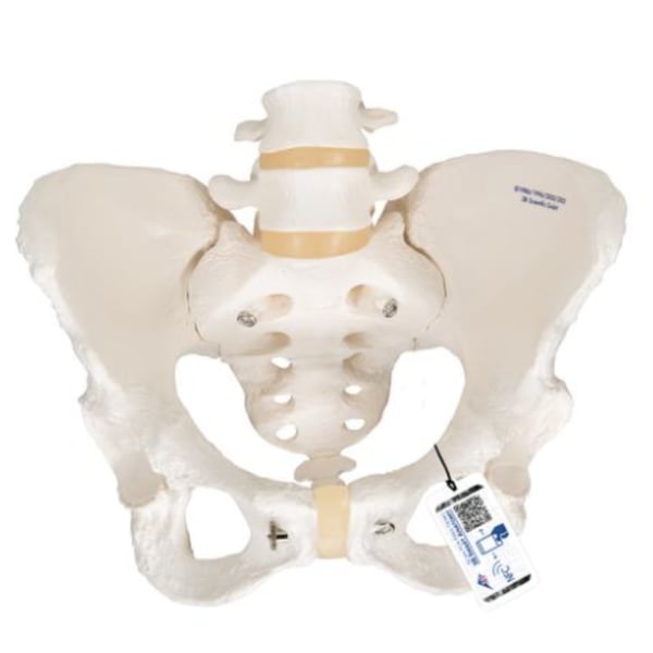 Modelo anatómico del esqueleto de la pelvis femenina flexible
