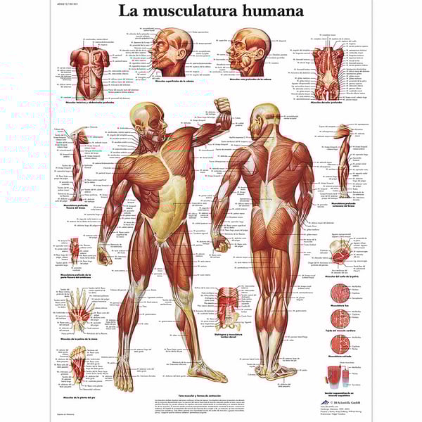 Lámina de anatomía: Musculatura humana