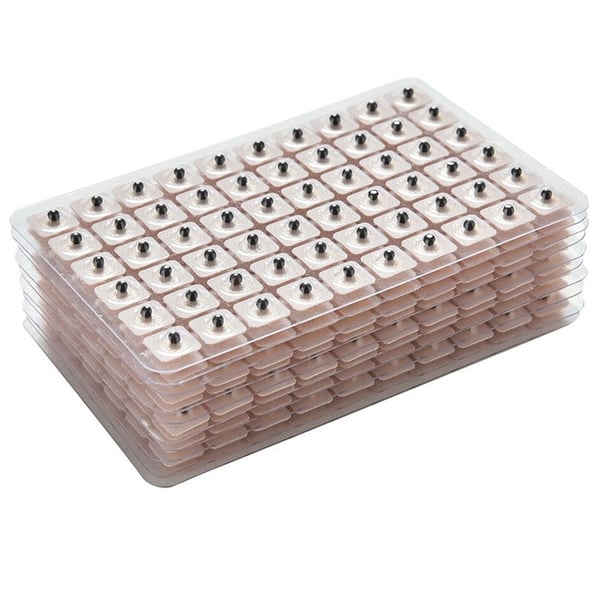 Semillas de Mostaza: ideales para tratamientos de auriculoterapia (240 unidades)