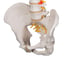 Modelo de columna vertebral flexible: Versión clásica