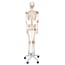 Esqueleto anatómico Leo: con ligamentos articulares y soporte de cinco patas con ruedas Esqueleto anatómico Leo: con ligamentos articulares y soporte de cinco patas con ruedas