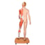 Figura humana corporal completa de doble sexo (Desmontable en 39 piezas)