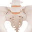 Modelo anatómico del esqueleto de la pelvis femenina Modelo anatómico del esqueleto de la pelvis femenina