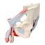 Modelo anatómico de pelvis masculina con ligamentos, vasos, nervios, suelo pélvico y órganos (Siete piezas) Modelo anatómico de pelvis masculina con ligamentos, vasos, nervios, suelo pélvico y órganos (Siete piezas)