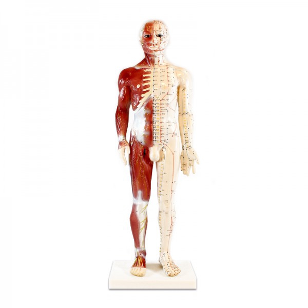 Modelo anatómico de cuerpo humano masculino 60 cm - Tienda Fisaude