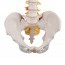 Modelo de columna vertebral flexible: Versión clásica