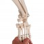 Esqueleto fisiológico Phil: sobre soporte rotatorio de cinco ruedas (Especial fisioterapia y osteopatía)