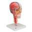 Modelo de cráneo didáctico de lujo BONElike: Siete partes diferentes