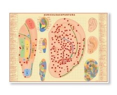 Láminas de Auriculopuntura Láminas de Auriculopuntura