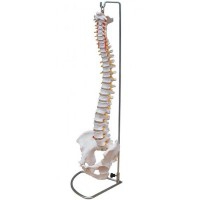 Columna Vertebral de Tamaño Natural con Pelvis Columna Vertebral de Tamaño Natural con Pelvis