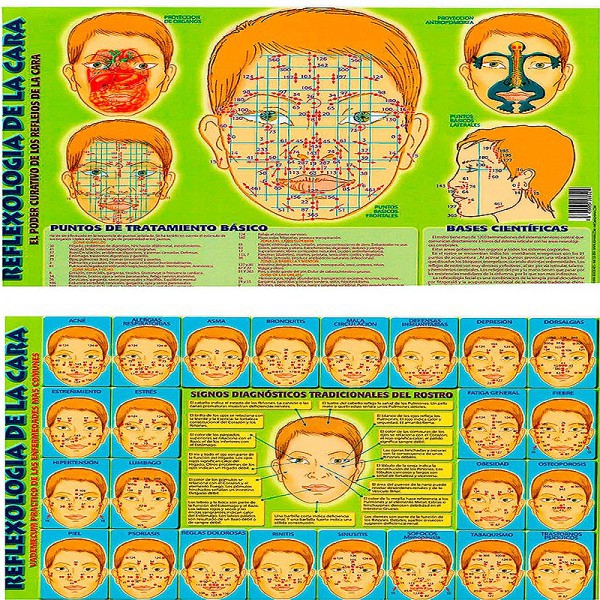 Lámina Reflexología de la cara A4 Lámina Reflexología de la cara A4
