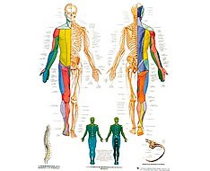 Láminas Anatómicas Láminas Anatómicas