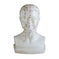 Modelo anatómico de cabeza humana 21 cm: Grabada la situación de los puntos de acupuntura