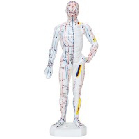 Modelo Anatómico de Cuerpo Humano Masculino 26 cm: 361 puntos de acupuntura y 80 puntos curiosos