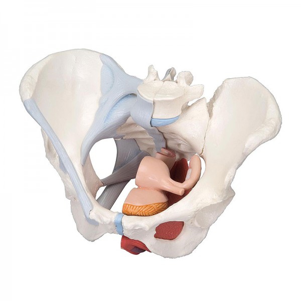 Modelo anatómico de pelvis femenina con ligamentos y sección media sagital a través de los músculos del piso pélvico (Cuatro partes)