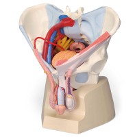 Modelo anatómico de pelvis masculina con ligamentos, vasos, nervios, suelo pélvico y órganos (Siete piezas)