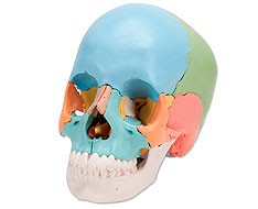 Modelos Anatómicos Modelos Anatómicos