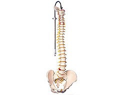 Columna vertrebral Columna vertrebral