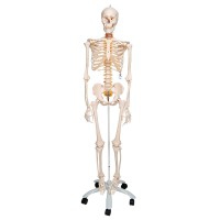 Esqueleto anatómico de lujo Fred: esqueleto flexible en soporte de cinco patas con ruedas Esqueleto anatómico de lujo Fred: esqueleto flexible en soporte de cinco patas con ruedas