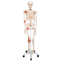 Esqueleto anatómico Leo: con ligamentos articulares y soporte de cinco patas con ruedas Esqueleto anatómico Leo: con ligamentos articulares y soporte de cinco patas con ruedas