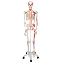 Esqueleto anatómico Max: con músculos en soporte de cinco patas con ruedas Esqueleto anatómico Max: con músculos en soporte de cinco patas con ruedas