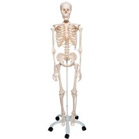 Esqueleto clásico anatómico Stan: en soporte de cinco patas con ruedas Esqueleto clásico anatómico Stan: en soporte de cinco patas con ruedas