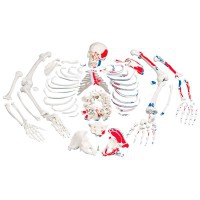 Esqueleto completo desarticulado con descripción de músculos Esqueleto completo desarticulado con descripción de músculos