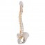 Modelo de columna vertebral flexible: Versión clásica Modelo de columna vertebral flexible: Versión clásica